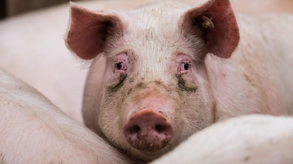 In Brandenburg sind in drei Haltungen auch Hausschweine von der Schweinepest betroffen (Symbolfoto).