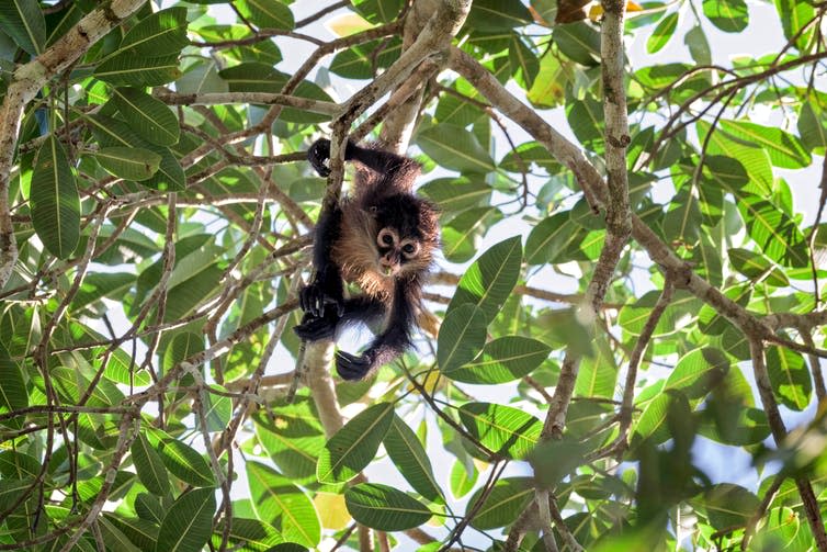 <span class="caption">A baby spider monkey in Costa Rica.</span> <span class="attribution"><a class="link " href="https://www.shutterstock.com/image-photo/baby-spider-monkey-tree-top-costa-797745139" rel="nofollow noopener" target="_blank" data-ylk="slk:Dean Bouton/Shutterstock;elm:context_link;itc:0;sec:content-canvas">Dean Bouton/Shutterstock</a></span>