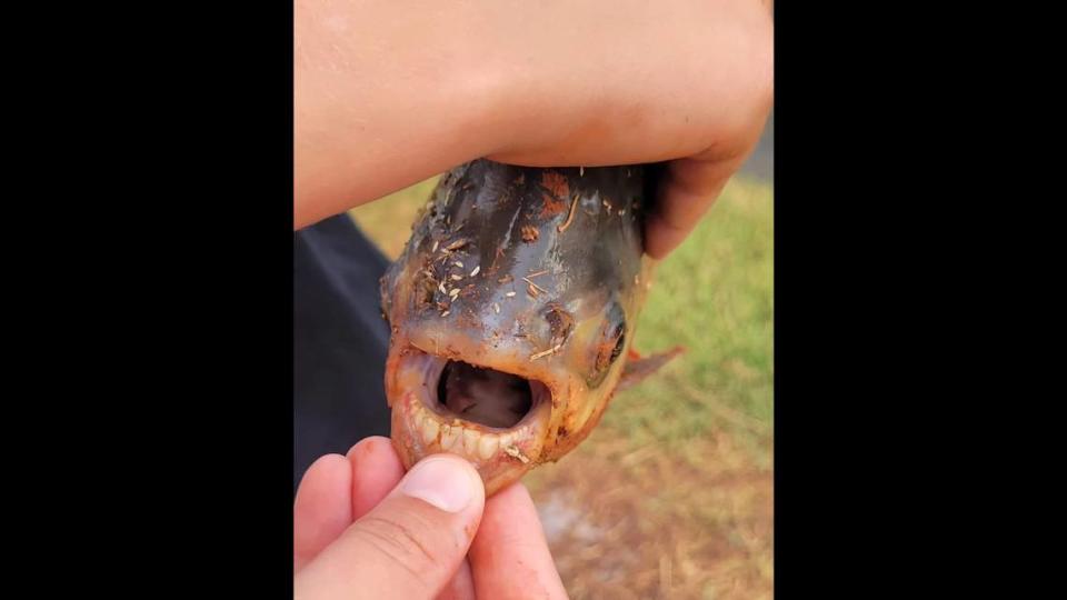 A pacu, an invasive fish that has human-like teeth, was caught by a boy in Oklahoma.