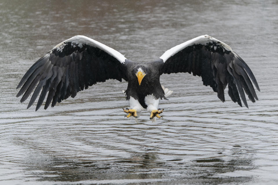 Steller's sea eagle flying over the water.