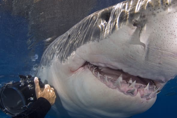 Great white shark: British photographer gets terrifyingly close