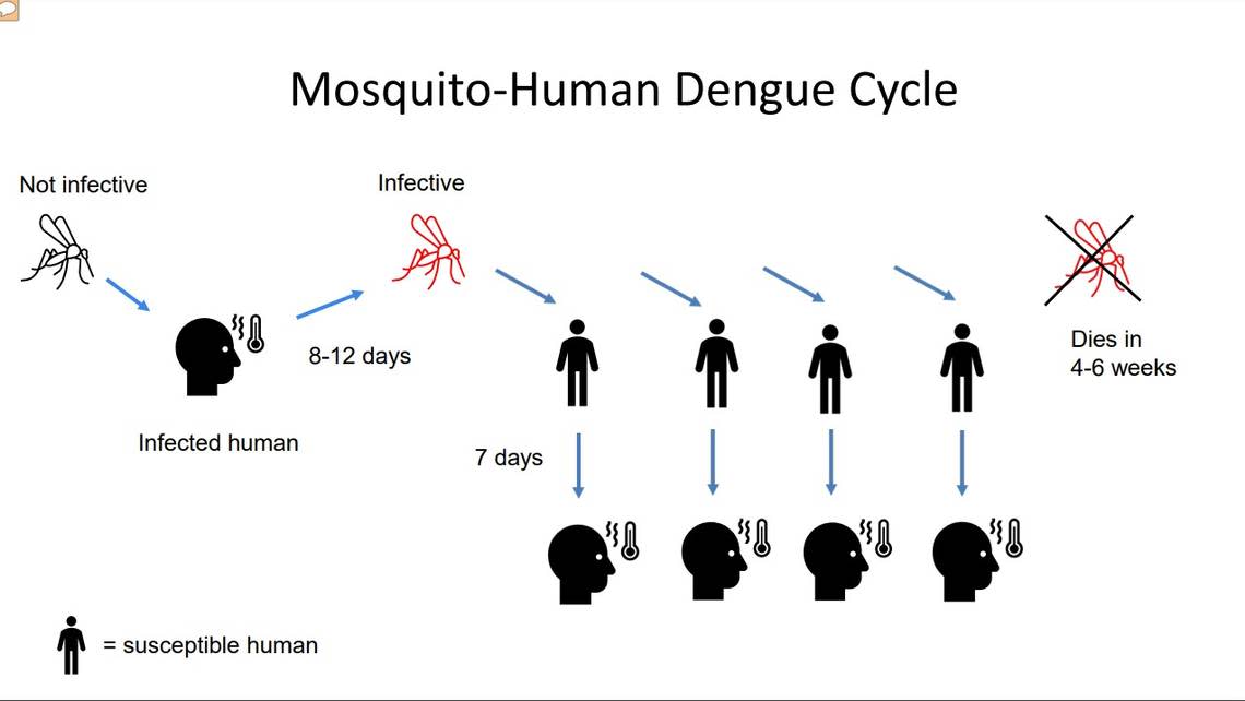 The mosquito to human dengue cycle. Dengue is not transmitted person to person but from person to mosquito to person to mosquito to person. Anyone traveling that got infected elsewhere can return to their hometown infectious. Then if that town’s mosquitoes bite that returning, infectious traveler, the mosquitoes become infective. They can bite other people, thereby spreading the virus, according to FIU’s Dr. Mary Jo Trepke.