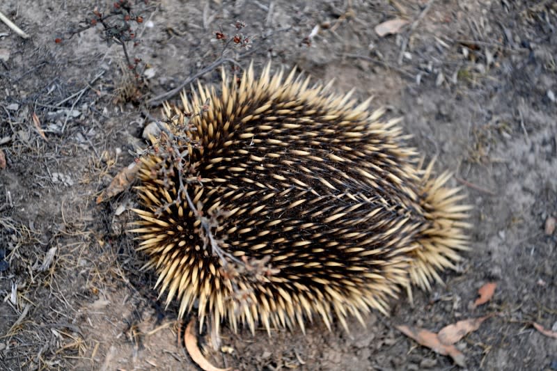 Echidna is pictured on a property near Cooma