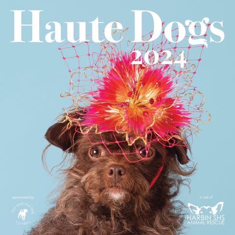 <p>Lucy Reeve</p> Haute Dogs calendar 2024