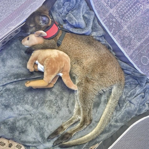 a wallaby holding a stuffed animal and sleeping