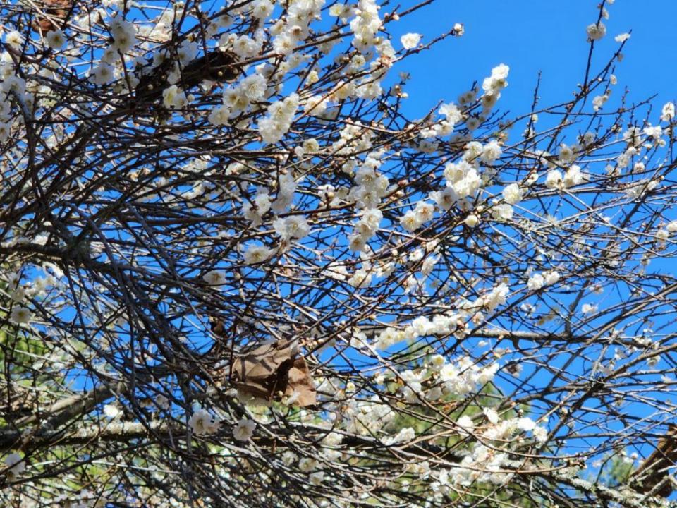 武陵農場約有三千棵梅花，梅花齊綻放形成漂亮的風景，也吸引眾多走春遊客上山大飽眼福。（記者陳金龍翻攝）