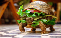 <strong>Turtle disguised as a hamburger</strong> A man attempted to smuggle his pet turtle on board a flight to Beijing disguised as a hamburger. As the man, identified only as Li, passed through airport security the staff noticed "odd protrusions" sticking out of a KFC burger the man had packed in his bag.