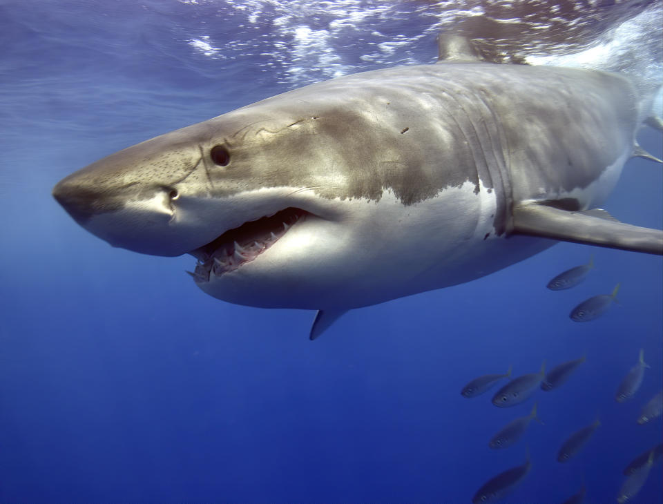 Pese a este caso, los expertos insisten en que los ataques de tiburones siguen siendo raros. (Getty)