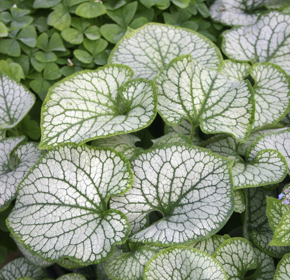 This undated image provided by Ball Horticultural Company shows a Brunnera "Jack Frost" plant. (Ball Horticultural Company via AP)