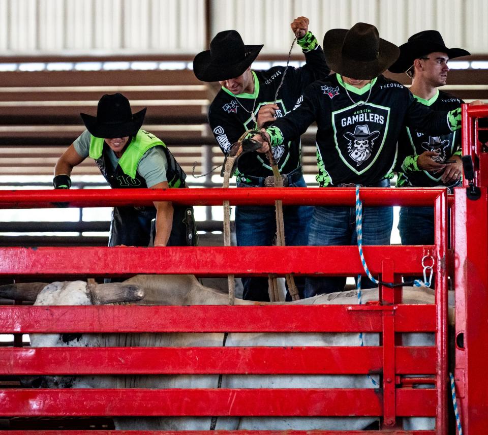 Austin Gamblers riders and staffers get a bull into the chute for a practice ride in Thrall last month. The Gamblers will compete at Moody Center this weekend.