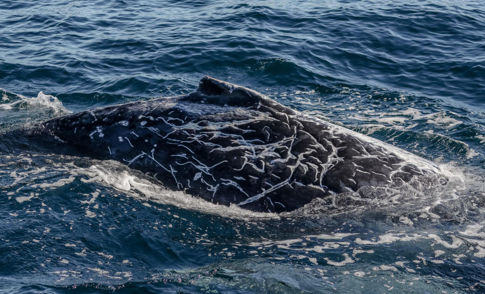 An image beside the whale showing the strange white markings.