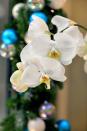 <p>Orchids look delicate, but they’re actually tough plants that bloom in winter for months and months. They usually come in a soil-less medium. Just make sure to give them bright light, and water every week or so (don’t overwater; that’s a common mistake). They can live for years.</p><p><a class="link " href="https://www.whiteflowerfarm.com/35053-product.html" rel="nofollow noopener" target="_blank" data-ylk="slk:SHOP NOW;elm:context_link;itc:0;sec:content-canvas">SHOP NOW</a></p>