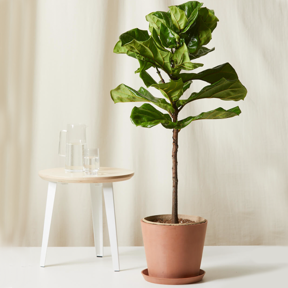 5) Fiddle Leaf Fig