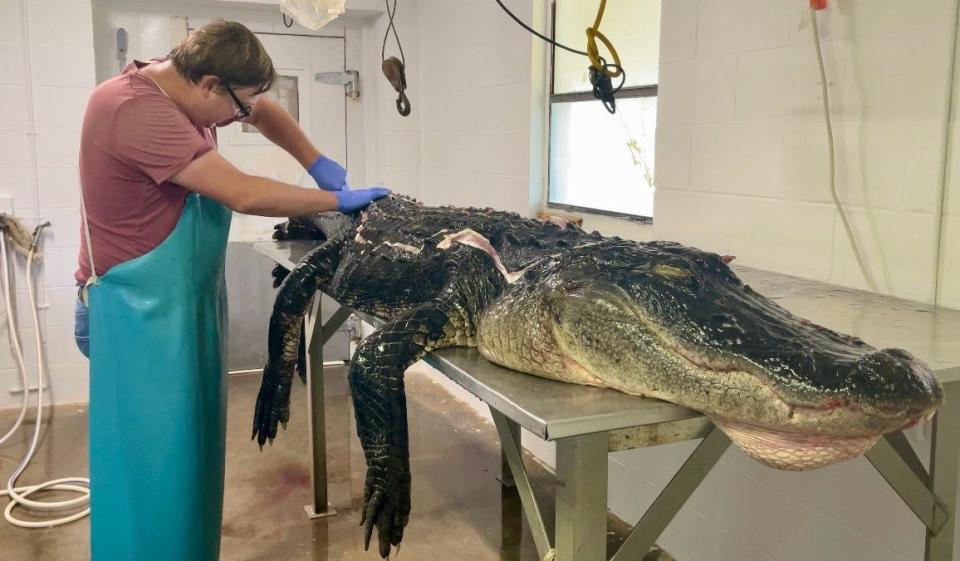 Joshua Lucas, 36, of Pierson, skins an 11-foot alligator his father Curtis Lucas trapped in Lake George at Pine Island Resort in Seville. Joshua Lucas and his father sell alligator skins but said the money is in the meat that they process at their plant in Pierson.