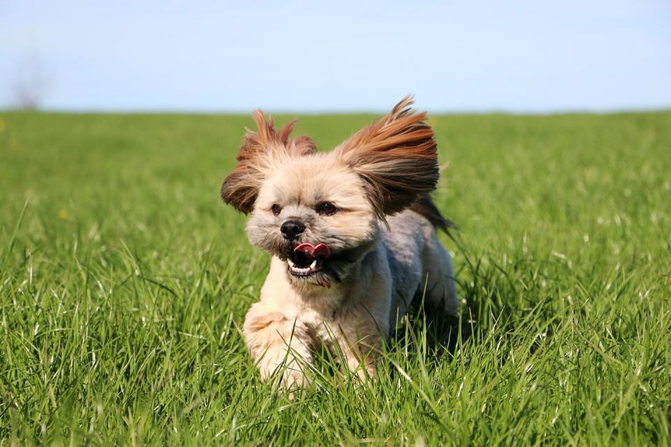 10) Lhasa Apso