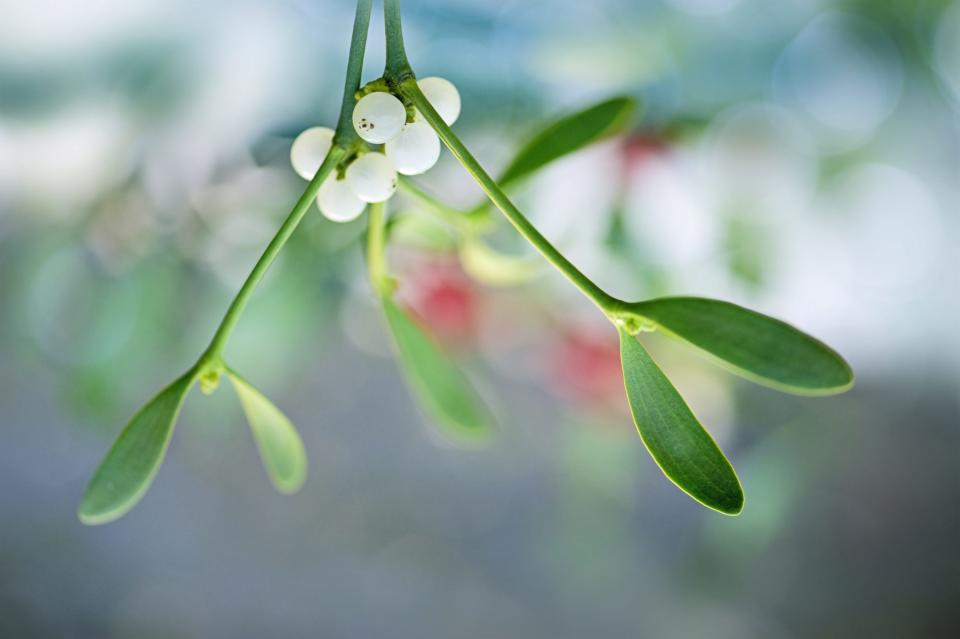 American Mistletoe