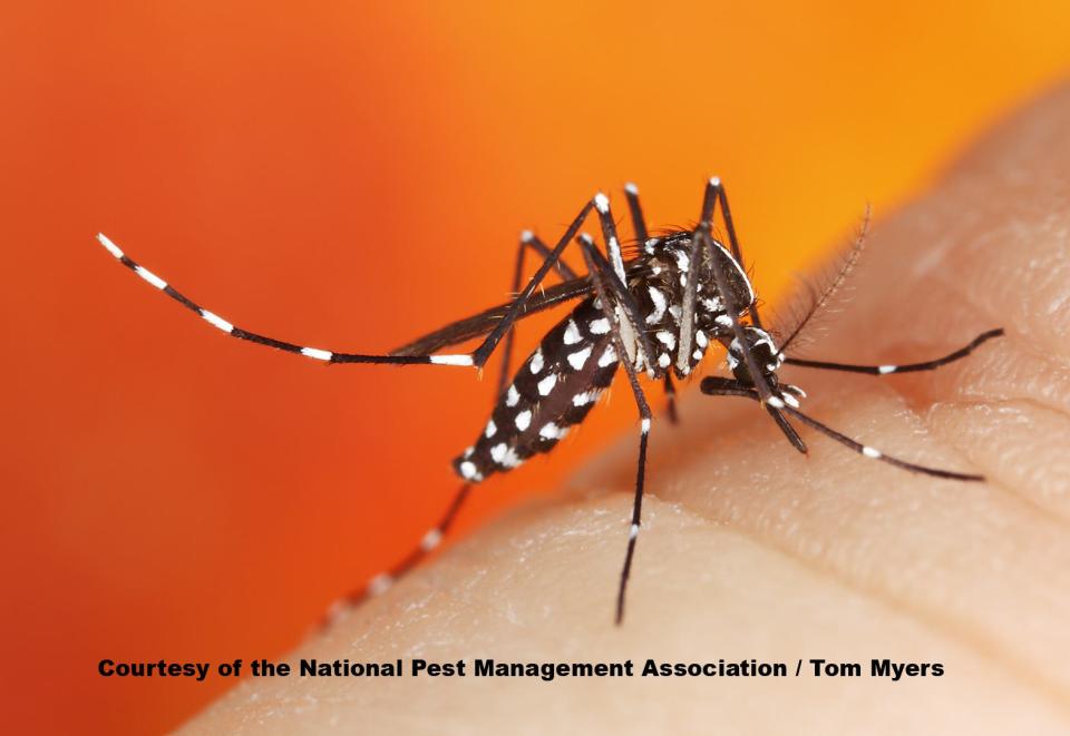 Mosquitoes thrive in warm, wet conditions.