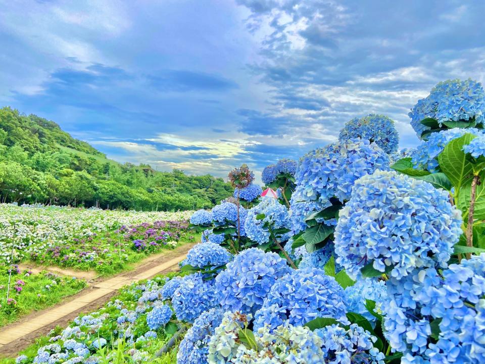 The hydrangeas blossom every spring and is a member of the family “Bacopa monniera”, which is a genus of flowers that represents fidelity, eternity and beauty. (Photo courtesy of 高家繡球花田/Facebook)