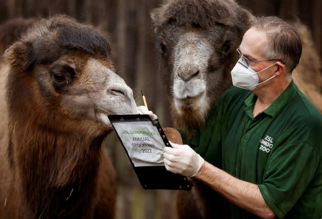 Zookeeper Mick Tiley poses for a photo with Bactrian camels during the annual stocktake at ZSL London Zoo in London on Monday. (Photo: John Sibley/Reuters)