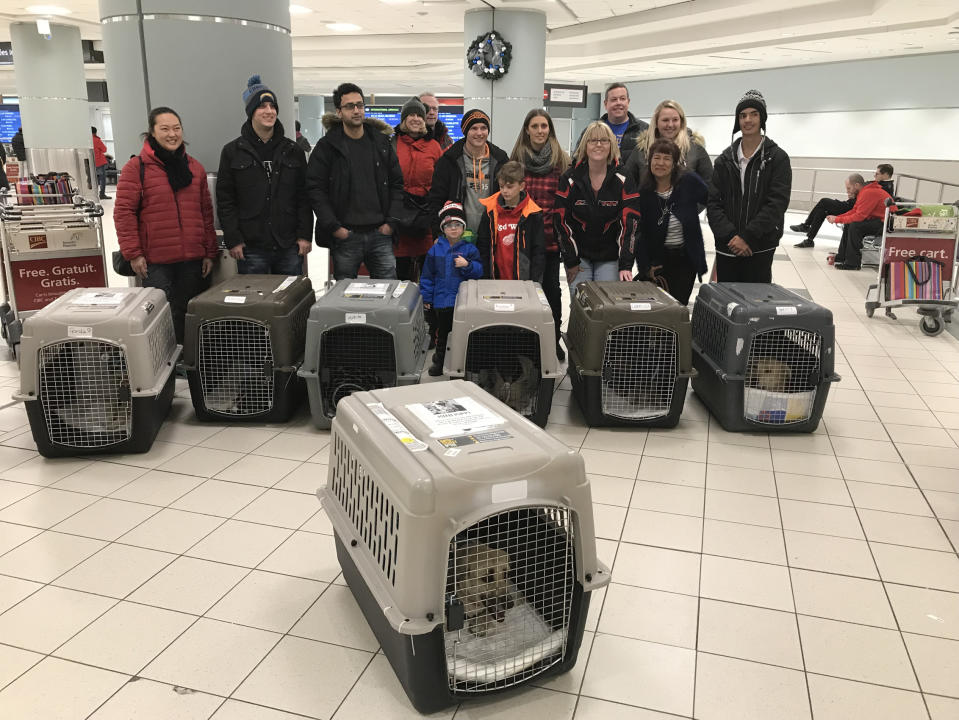 Rescatan en México a perros maltratados y los envían a Canadá