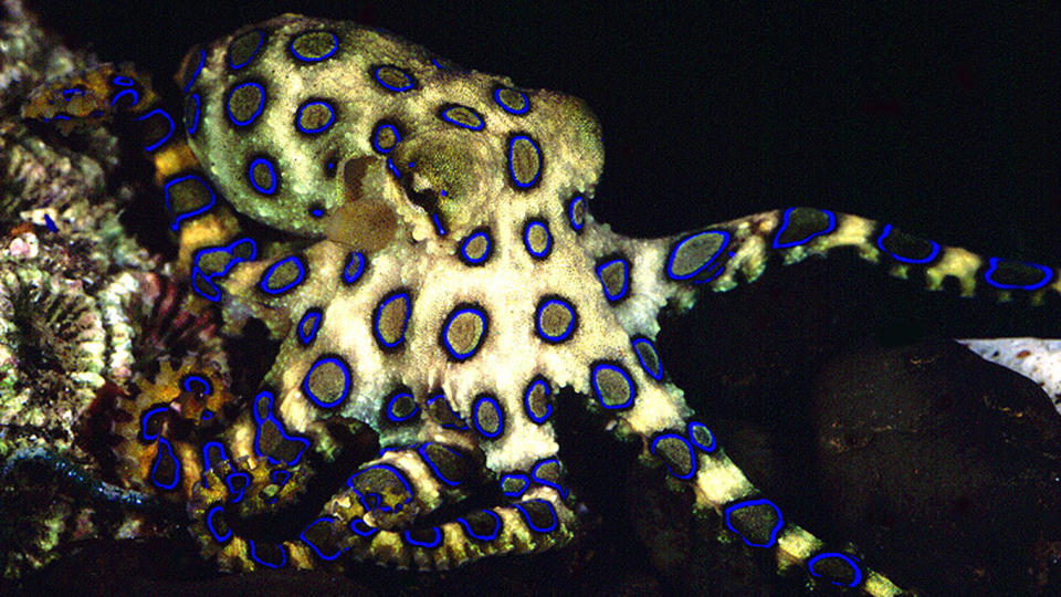 A WA fisherman thought his time was up when he stepped on a blue ringed octopus. Source: File/AAP