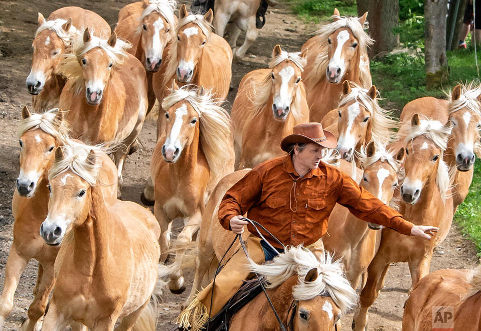 Europe’s largest Haflinger stud farm