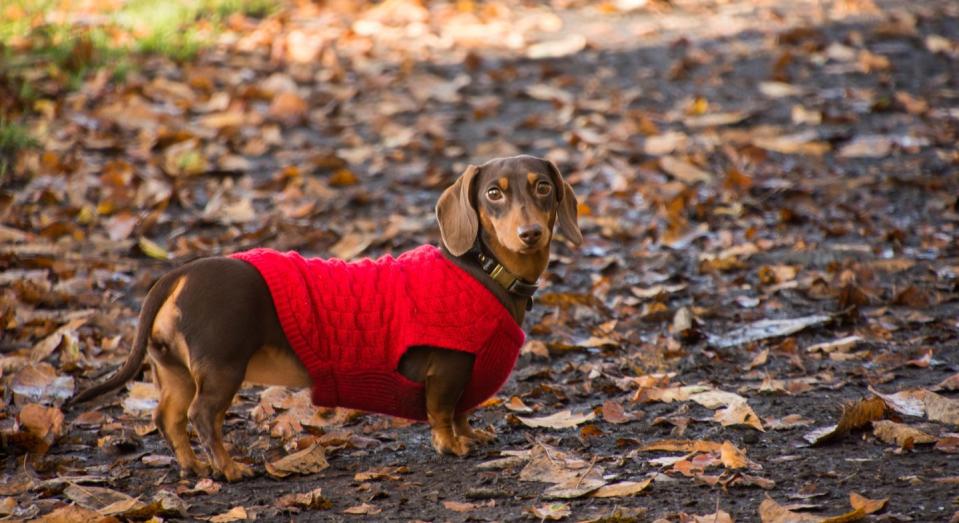 Dachshund