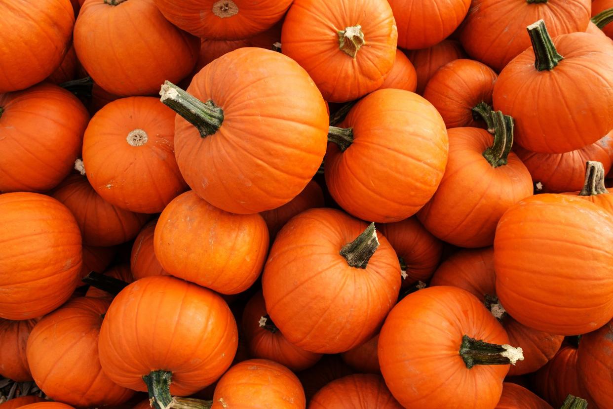 Recently harvested orange pumpkins in a random pile