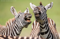 If it's funny to zebras then the joke must have been a good one. (Peter Haygarth/Comedy Wildlife Photo Awards 2019)