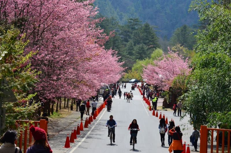 春節期間武陵農場櫻花盛況。（圖／雄獅旅遊提供）