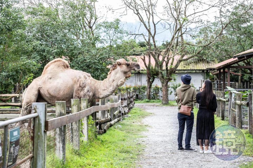 體型大的駱駝不時探頭出來與遊客互動。