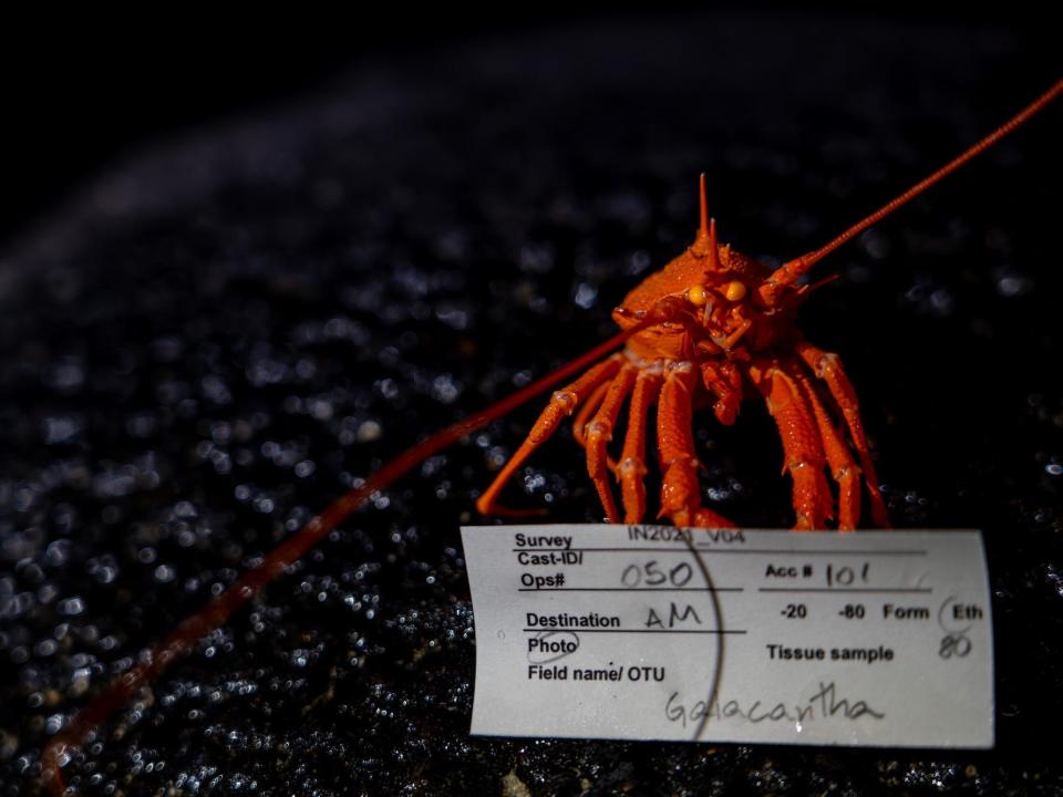 Squat Lobster