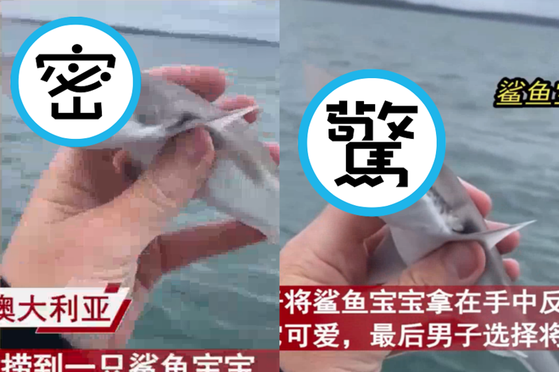 中國一名男子在澳洲釣到小鯊魚，事後將其放生。（翻攝自微博）