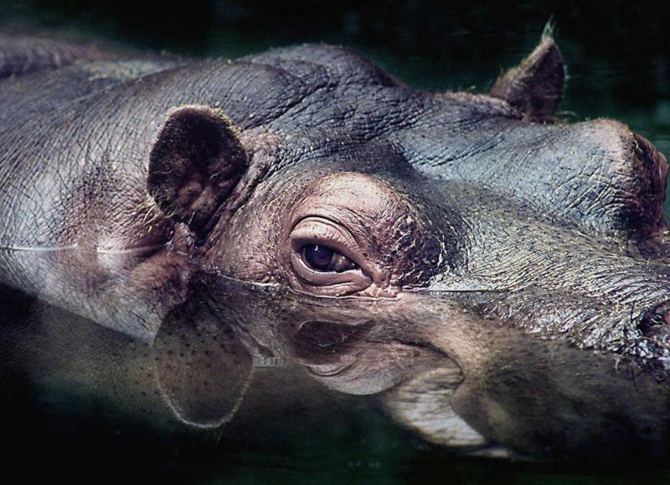 Jewel the hippo casts a seemingly languid eye on June 14, 1995 as she waits for a daily snack feeding by Sacramento Zoo personnel.