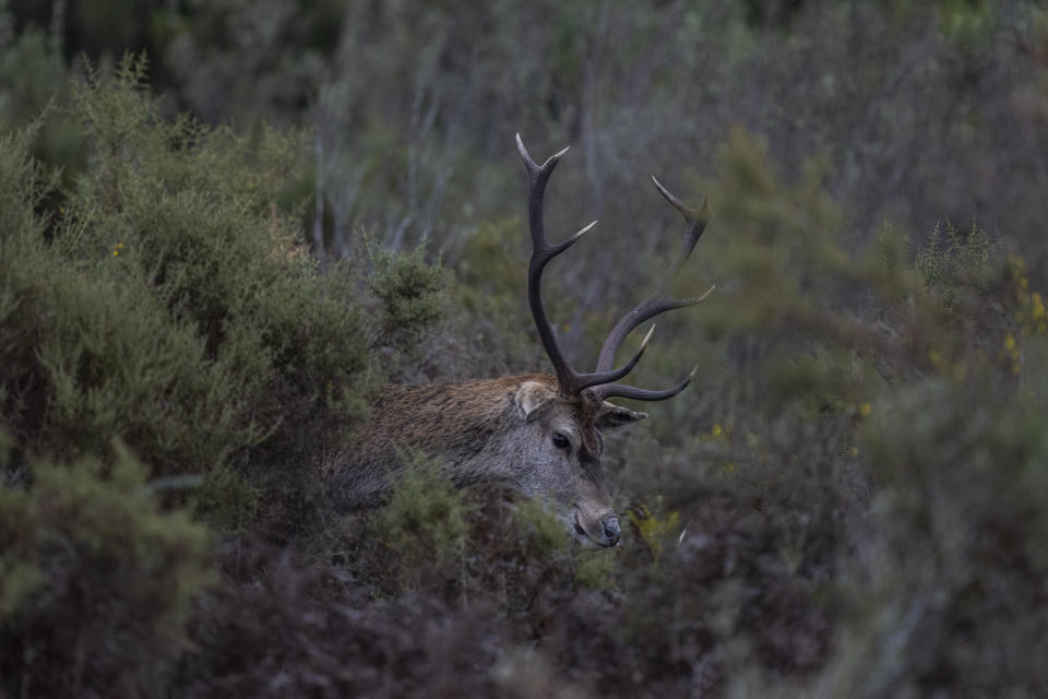 A deer grazes in Doñana natural park, southwest Spain, Wednesday, Oct. 19, 2022. (AP Photo/Bernat Armangue)