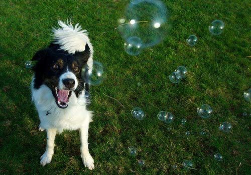 Bubbletastic Dog Bubbles