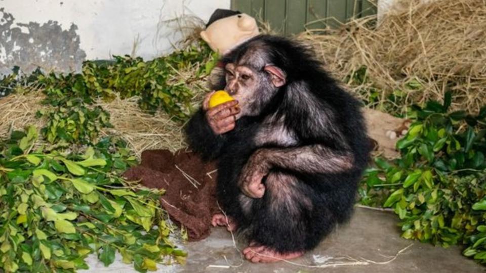 芭蘭被母親遺棄，最後也慘遭同類圍攻致死。（圖／翻攝自Ol Pejeta Conservancy Facebook）