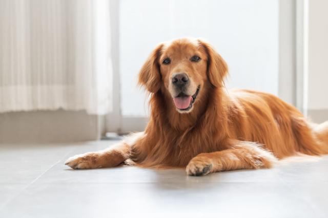 Here are 10 fun and fascinating dog facts about adorable Golden Retrievers