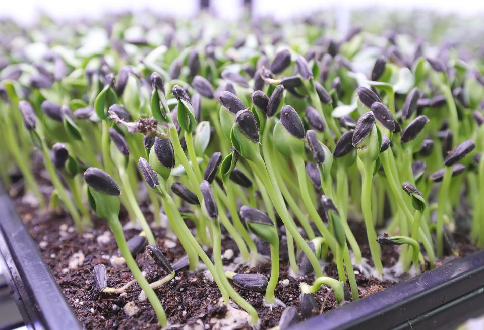 Sunflower microgreens flourish under the grow lights April 4 at Manchester Micro Farm in New Franklin.