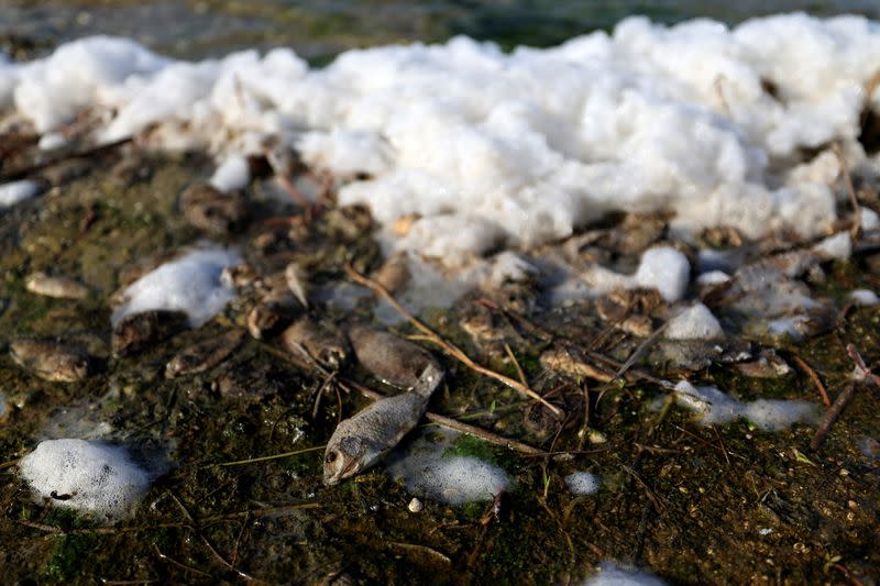 Dead fishes lie on the bank of the Pink Lake, in Niaga