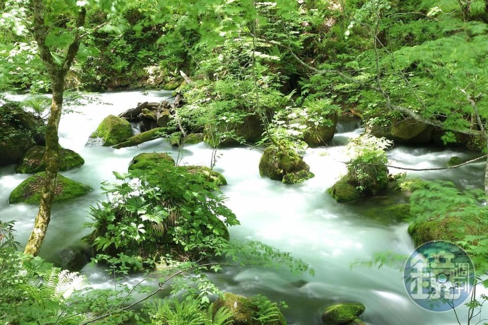 奧入瀨溪河床中有樹林為難得一見的奇景。