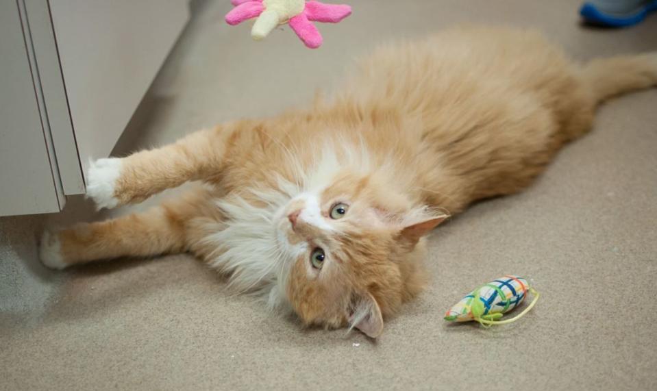 The SPCA in Raleigh, North Carolina, took Toby in (SPCA of Wake County/Jenny Winston Photography)