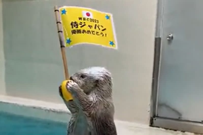 ▲日本在2023年經典賽奪冠，鳥羽水族館請水獺來祝賀。（圖／Twitter：TOBA_AQUARIUM）