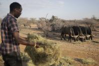 A man feeds buffalo with grass at a Samburu National Reserve in Samburu County in Kenya on Oct. 13, 2022. In Kenya’s sweltering northern Samburu county, a destructive drought exacerbated by climate change is wreaking havoc on people and wildlife. Conservation charities say they are doing what they can as natural resources dry up. (AP Photo/Brian Inganga)
