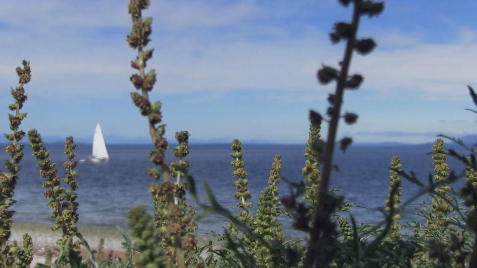 Cortes Island is a remote community of about 1,200 full-time residents, three ferry rides from Vancouver and part of the province's northern Gulf Islands.   