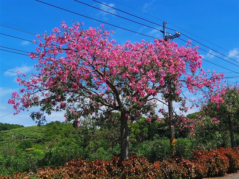 美人樹花盛開中。（圖／新北市政府綠美化環境景觀處提供）