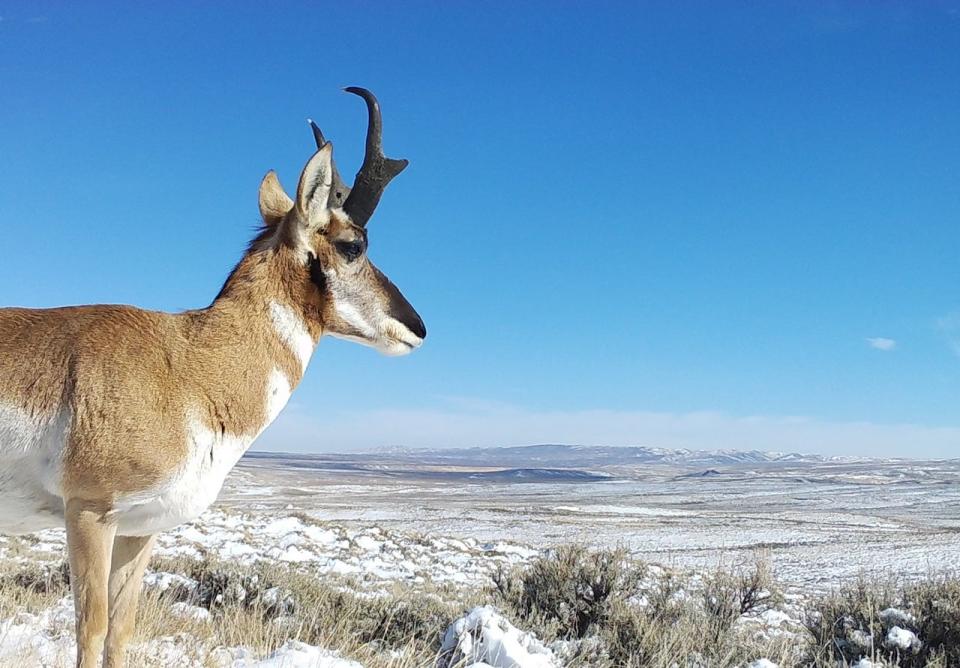 A pronghorn in Wyoming, USA. 