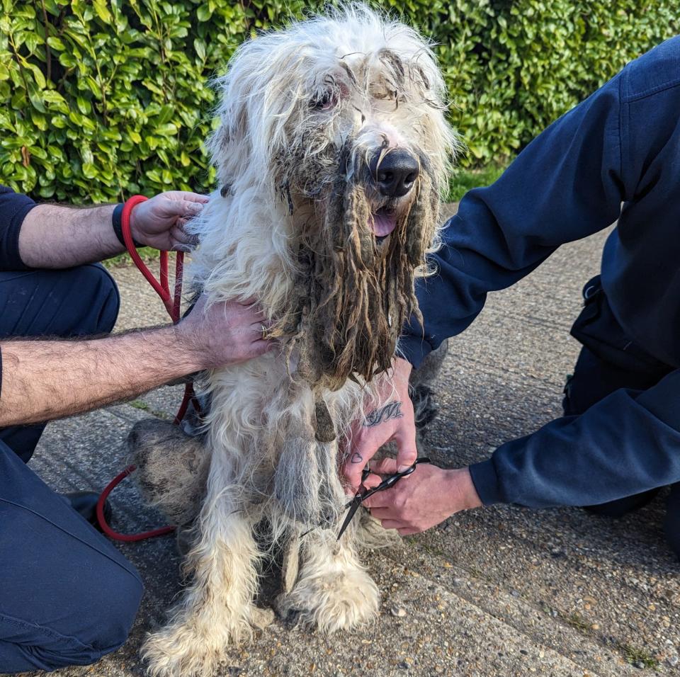 Barney was matted and dirty when he arrived at the RSPCA - RSPCA