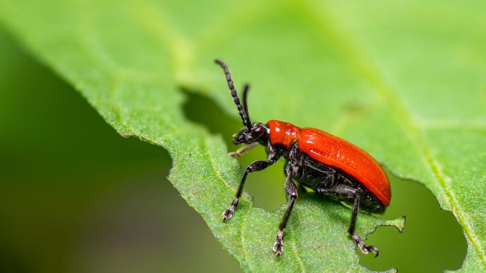 picture of lily beetle eating a lily leaf