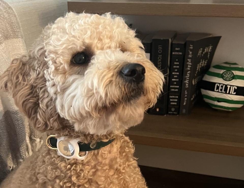 A good boy with an AirTag on his collar.